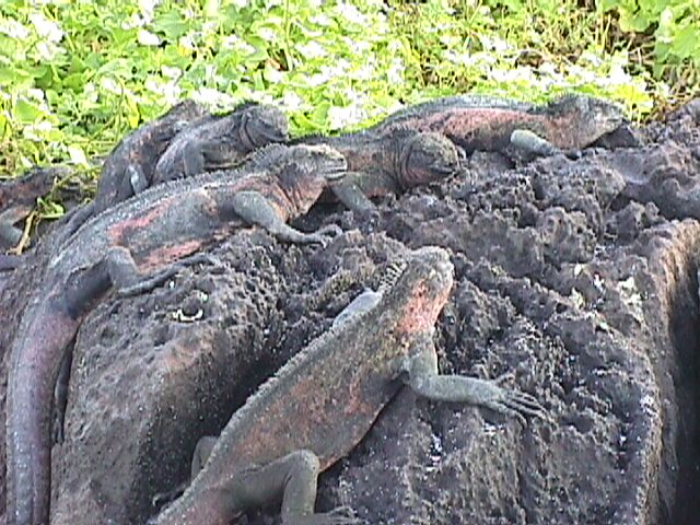 Cluster Of Sea Iguanas